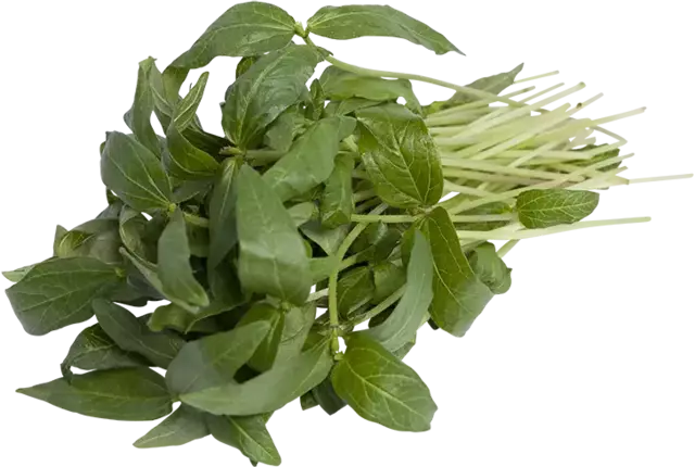 Mungboon bladeren 25gr kist 18 stuks